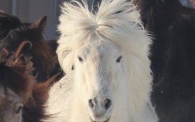 1st of May – International Day of the Icelandic Horse