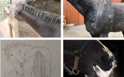 FEIF Webinar with Dr. Antonia Gabriel about “equine summer eczema and beyond – from prevention to therapy”