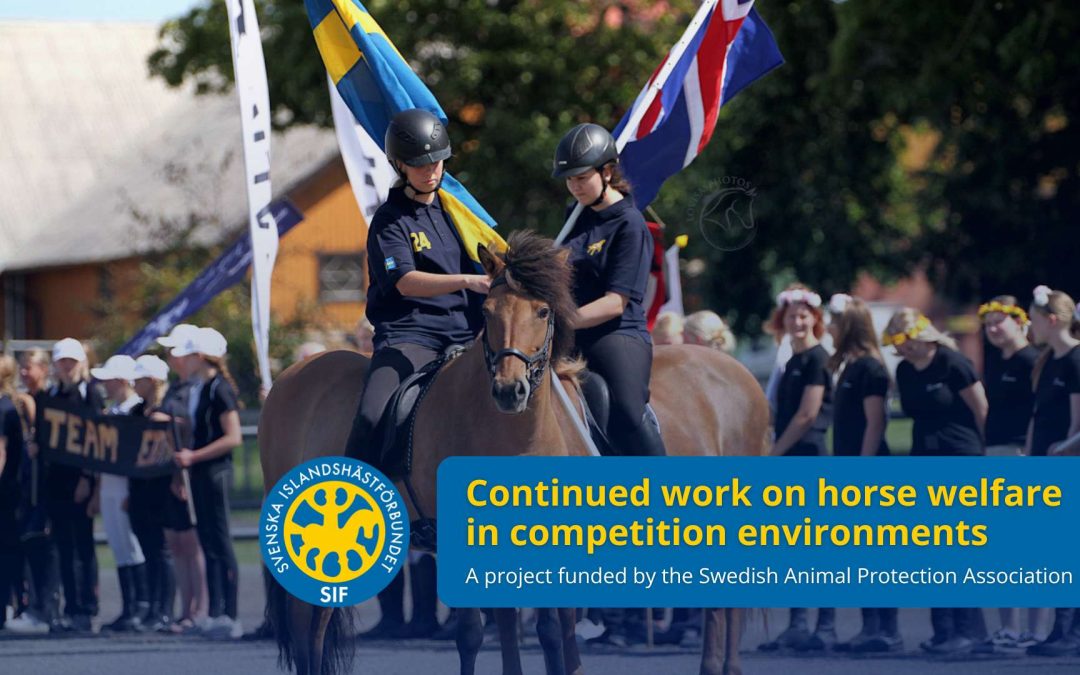 The Swedish Icelandic Horse Association has received project funding for continued work on horse welfare in competition environments