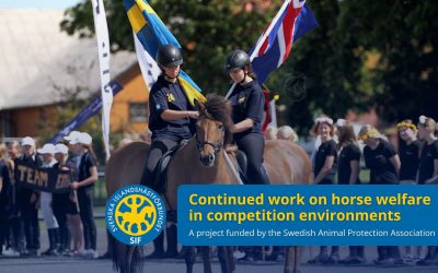 The Swedish Icelandic Horse Association has received project funding for continued work on horse welfare in competition environments