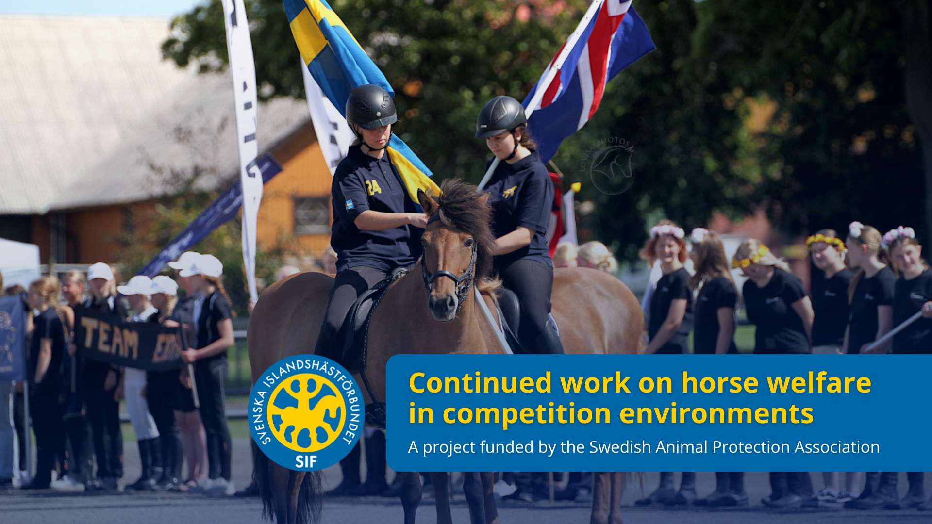 Horse welfare in competition environments (002)